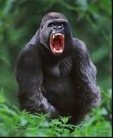 images gorilla