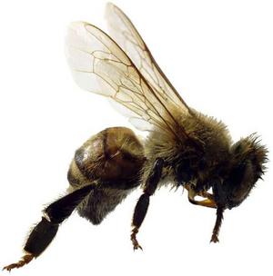 Killer Bees & Your Job Search